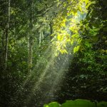 已识乾坤大,犹怜草木青_2_不动金_西双版纳-森林-来自52tours 我爱旅游网